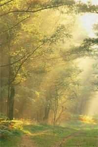 丁克三年，发现了老公的结扎报告南庭萧叶舒意全文+免费